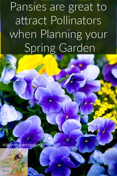 purple flowers with the words pansies are great to attract polliners when planning your spring garden