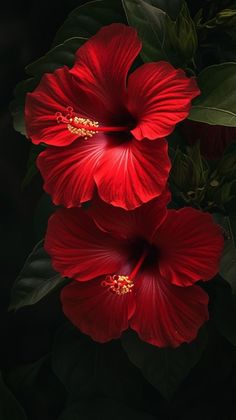 two red flowers with green leaves on the side and one flower has yellow stamen