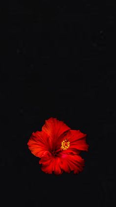 a bright red flower is lit up in the dark