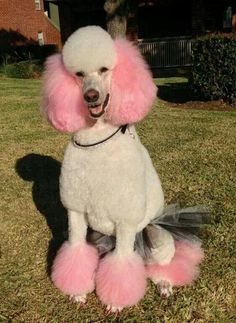 a white poodle with pink hair sitting in the grass