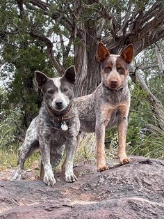 two dogs standing on top of a rock next to a tree in the woods and one dog is looking at the camera