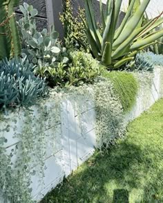 some plants are growing on the side of a wall with grass in front of it