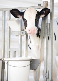 a black and white cow sticking its head out from behind a metal fence with a bucket in front of it