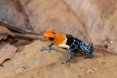 a small orange and black frog sitting on top of a leaf