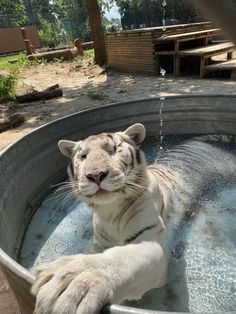 a white tiger sitting in an empty tub