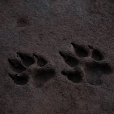 an animal's paw prints are shown in the dark brown sand, which is almost black