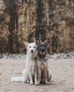 two dogs sitting next to each other in front of a rocky cliff face and beach