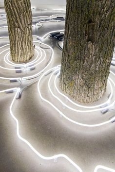 two trees that are standing next to each other in the middle of a circle with wires running through them