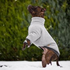 a dog wearing a sweater in the snow with it's paw up to its mouth