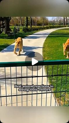 two dogs are walking down the sidewalk in front of a fenced area with grass and trees