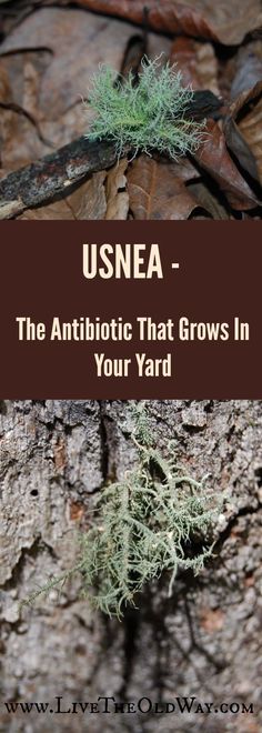 a plant growing out of the bark of a tree with text overlay reading usnea - the antibiotic that grows in your yard