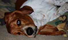 a brown and white dog laying on top of a bed