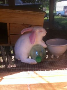 a white rabbit sitting next to a bowl and drinking from a green bottle in a cage