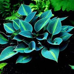 a blue and green plant in the middle of some dirt with other plants around it