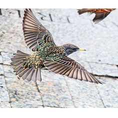 two birds are flying next to each other on the ground with their wings spread out