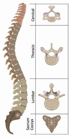 the diagram shows different types of bones and their attachments for each type of animal