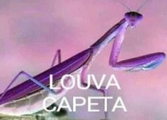 a large purple praying mantissa with the words louva capetta above it