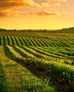 the sun is setting over an open field with rows of crops in the foreground