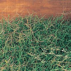 green grass is growing in front of a wooden planked wall, with the bottom section showing