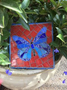 a blue and red butterfly sitting on top of a potted plant