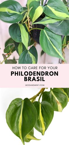 a plant with green leaves and the words how to care for your philoderron brasilil