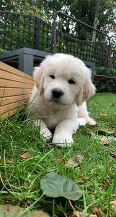 a white puppy laying in the grass next to a wooden fence and green leaves on the ground