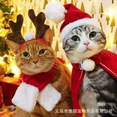 two cats wearing christmas hats and scarves