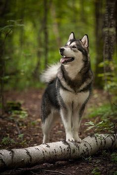 a husky dog standing on a log in the woods