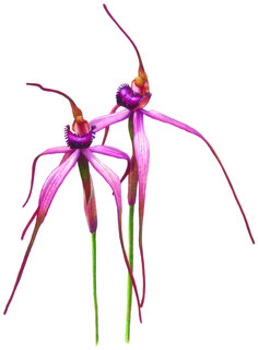 two pink flowers with green stems on a white background