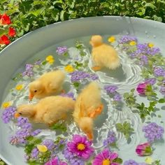 three little ducks in a tub filled with water and flowers