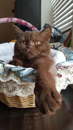 a brown cat laying in a basket on top of a table