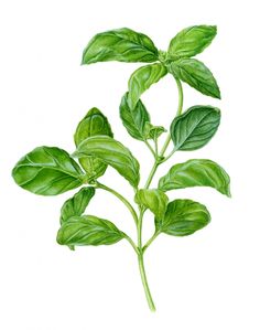 Botanical illustration of a basil plant Basil Botanical Illustration, Basil Painting, Basil Drawing, Basil Illustration, Herbs Illustration, Watercolor Herbs, Basil Leaf, Basil Plant