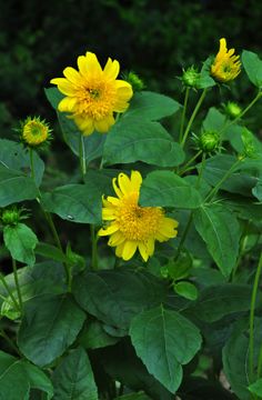 yellow flowers with green leaves in the foreground