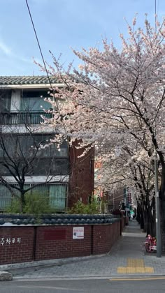 cherry blossom trees line the street in front of an apartment building