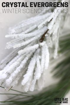 a pine branch with snow on it and the words crystal evergreens winter science for kids