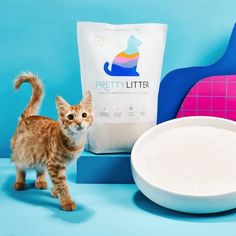 a small kitten standing next to a bag of cat litter on a blue tablecloth