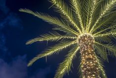 a palm tree is lit up with christmas lights