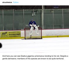 an image of a hockey goalie on the ice with his arms out in front of him