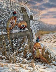 three pheasants are perched on a fence post in the snow by a field