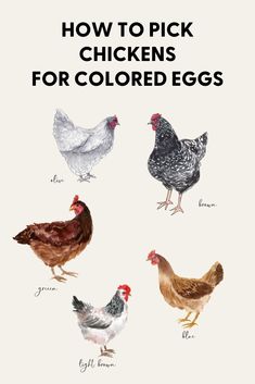 an image of chickens with the words how to pick chickens for colored eggs on it