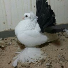 a white bird with black feathers standing on the ground