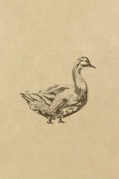 a drawing of a duck standing on the ground