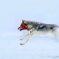 a wolf running in the snow with his mouth open