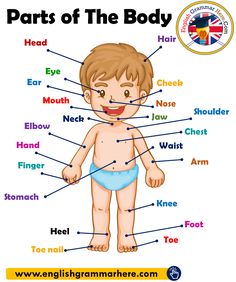 parts of the body in english with pictures for kids and children to learn how to read it