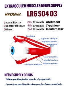 an image of the muscles and their functions