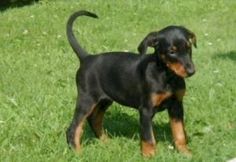 a small black and brown dog standing in the grass