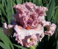 the large pink flower is blooming in the garden