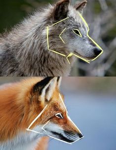 two different pictures of the same animal's head with yellow lines on it and an image of a wolf