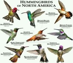 the hummingbirds of north america are flying in different colors and sizes, with their names on