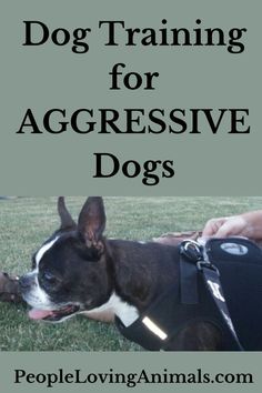 a black and white dog with the words dog training for aggressive dogs on it's chest